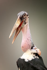 Close-up of a bird against gray background