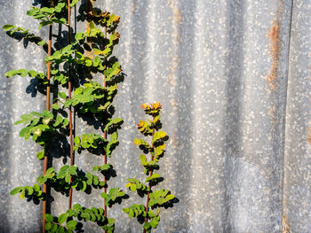 The rusty corrugated iron fence with the phyllanthus reticulatus poir leaf