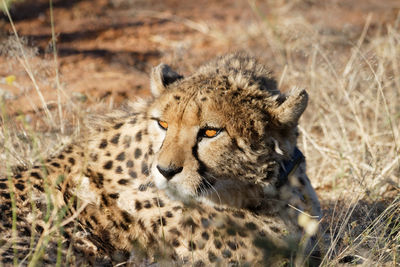 Portrait of cat on field