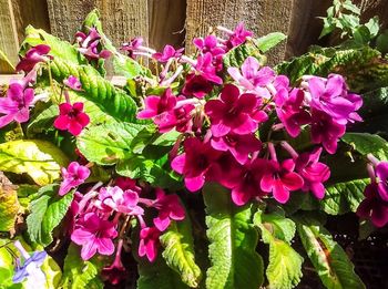 Close-up of pink flowers blooming outdoors