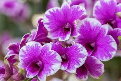 Close-up of pink flowers