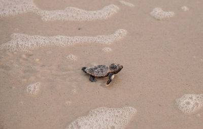 High angle view of crab on beach