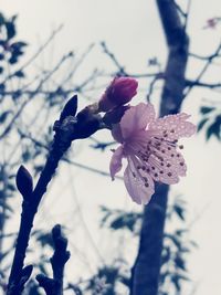 Close-up of cherry blossom on tree