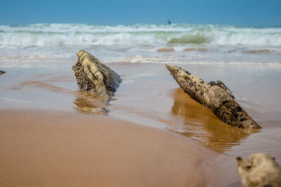 Driftwood on beach