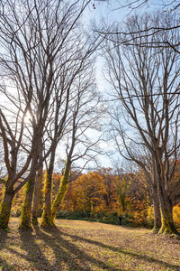 Trees in forest during autumn