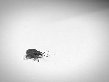 Close-up of insect on white surface