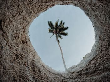 Low angle view of trees against sky
