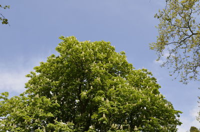 Tree against sky