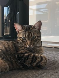 Close-up portrait of tabby cat at home