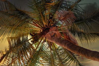 Low angle view of palm tree against sky