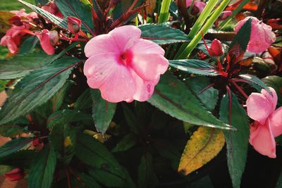 Close-up of pink flowers