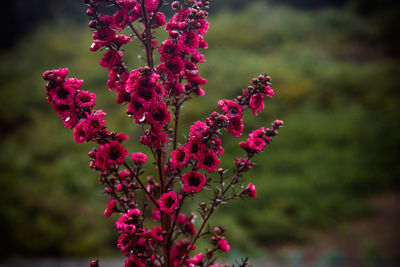 Close-up of pink flowering plant
