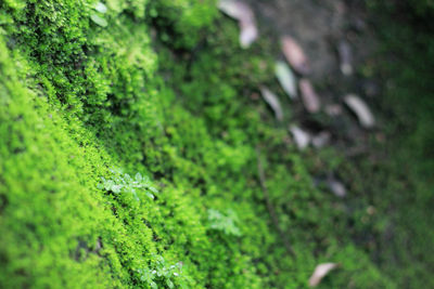 Close-up of moss growing on tree