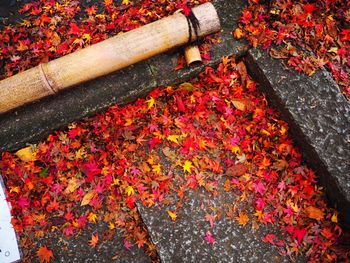 High angle view of maple tree during autumn