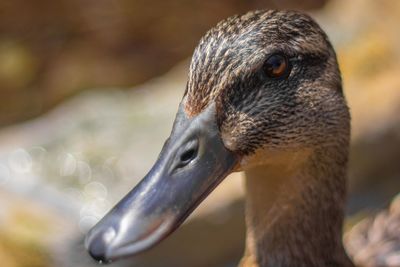 Close-up of a bird