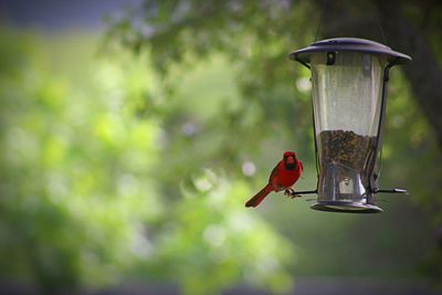 Close-up of bird perching on feeder