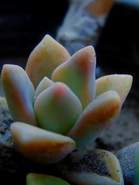 High angle view of succulent plant