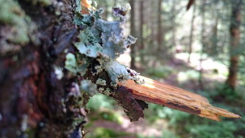 Close-up of tree trunk