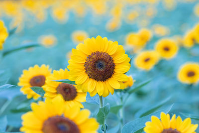 Close-up of sunflowers on yellow flowering plant