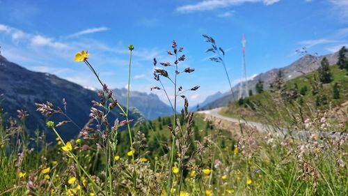 Wildflowers growing on mountain against sky