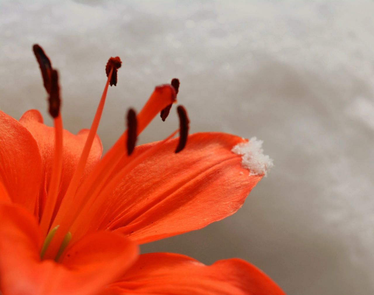 flower, petal, flower head, fragility, freshness, close-up, beauty in nature, focus on foreground, growth, red, nature, single flower, blooming, orange color, pollen, plant, stamen, selective focus, outdoors, in bloom