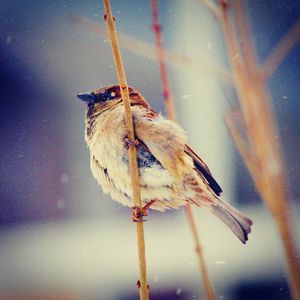 Close-up of bird perching on snow