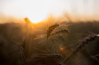 Close-up of wheat growing on field at sunset