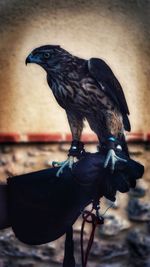 Close-up of bird perching outdoors