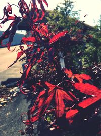 Close-up of red maple tree during autumn