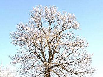 Low angle view of tree against sky