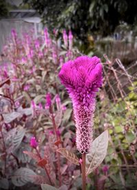 Close-up of pink flower on field