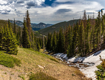 Scenic view of pine trees against sky