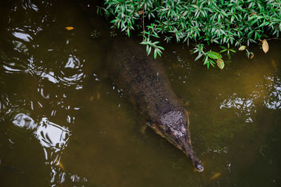 High angle view of swimming in lake
