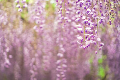 Close-up of purple flowering plants