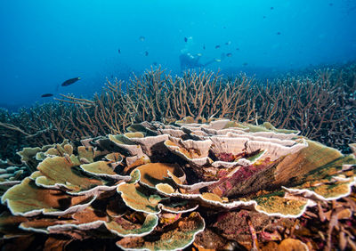 Coral garden at malang rock dive site. beautiful site with huge coral view scattered and swim thru