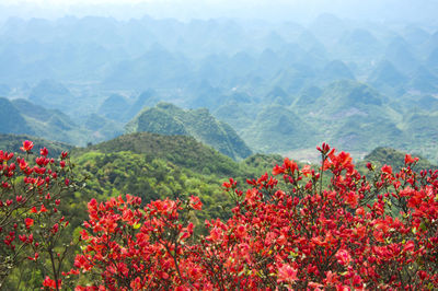 Red flowering plant against mountains