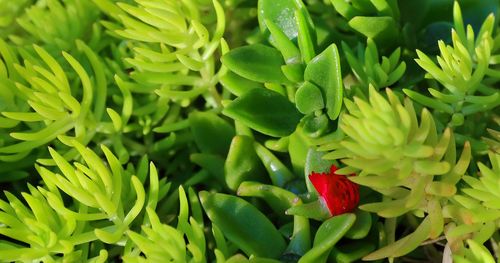 Close-up of red berries on plant