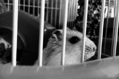 Portrait of cat in cage