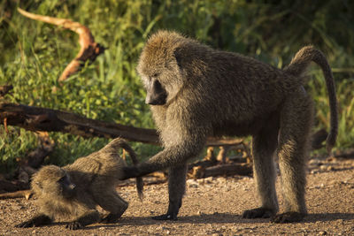 Monkeys in a field