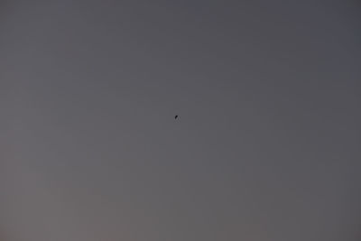 Low angle view of birds flying in the sky