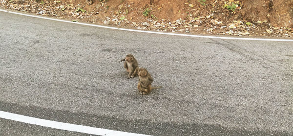 High angle view of monkeys sitting on road