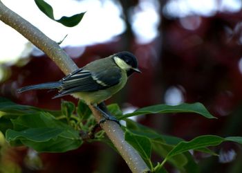 Close-up of bird perching on branch