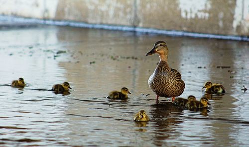 Ducks in water