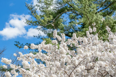 Low angle view of flowering tree against blue sky