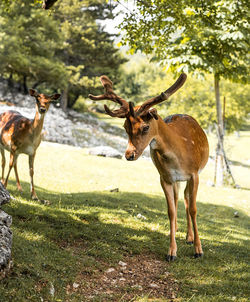 Deer standing on field