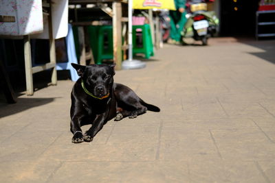 Portrait of black dog relaxing in city