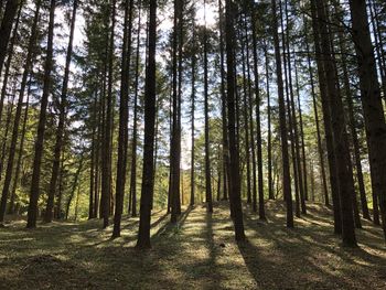 Pine trees in forest