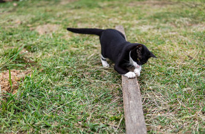 Cat scratching wooden planks