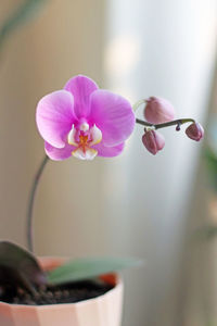 Close-up of pink orchids