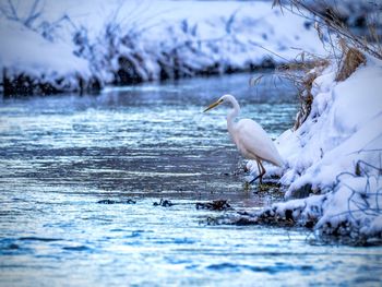 View of egret in a river during winter